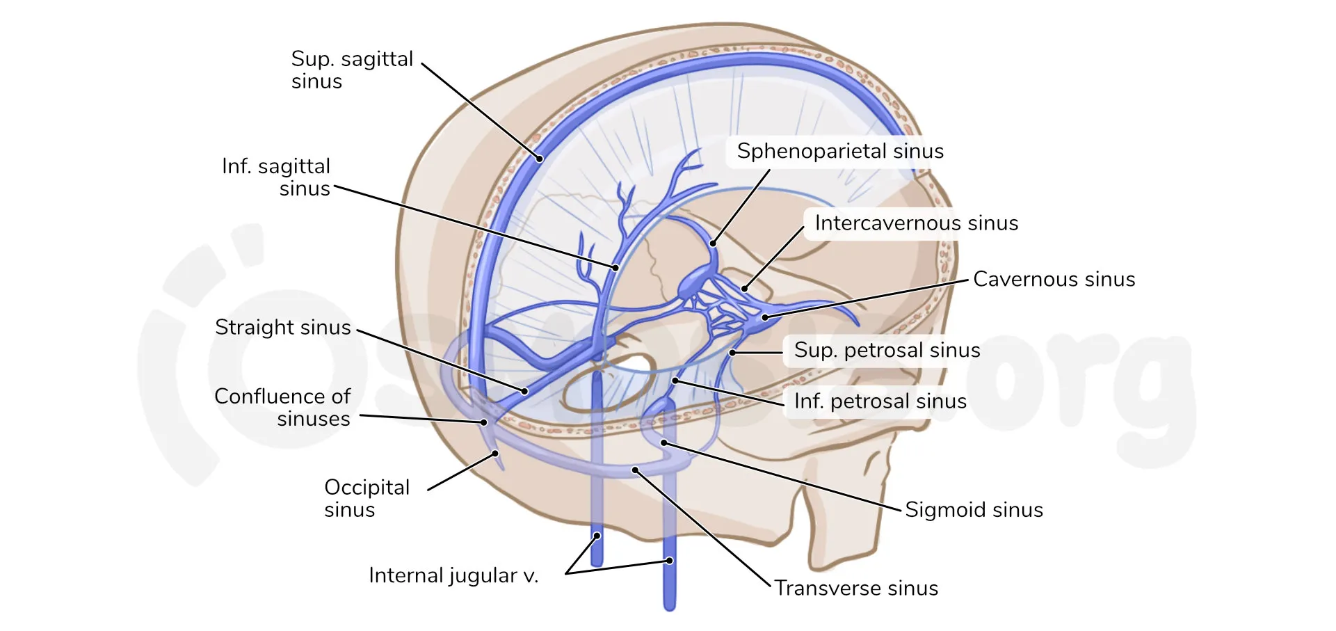 <ul><li><p>Superior sagittal sinus </p></li><li><p>Straight sinus </p></li><li><p>Confluence of sinuses&nbsp;</p></li><li><p>Transverse sinuses </p></li><li><p>Sigmoid sinuses </p></li><li><p>Cavernous sinuses </p></li><li><p>Intercavernous sinus </p></li><li><p>Superior petrosal sinuses/inferior petrosal sinuses </p></li><li><p>Occipital sinus </p></li><li><p>Sphenoparietal sinuses</p></li></ul><p></p>