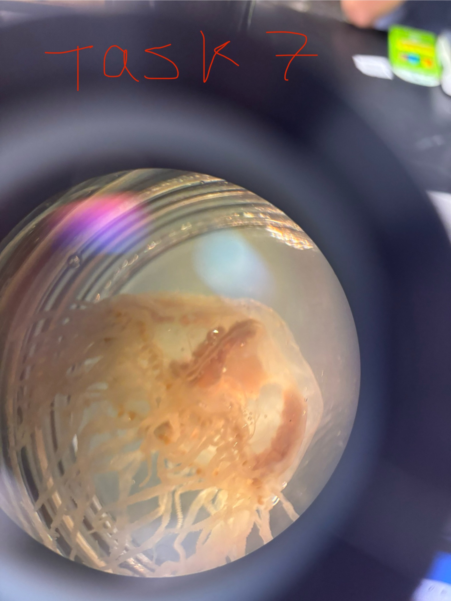 <p>The moon Jelly</p>