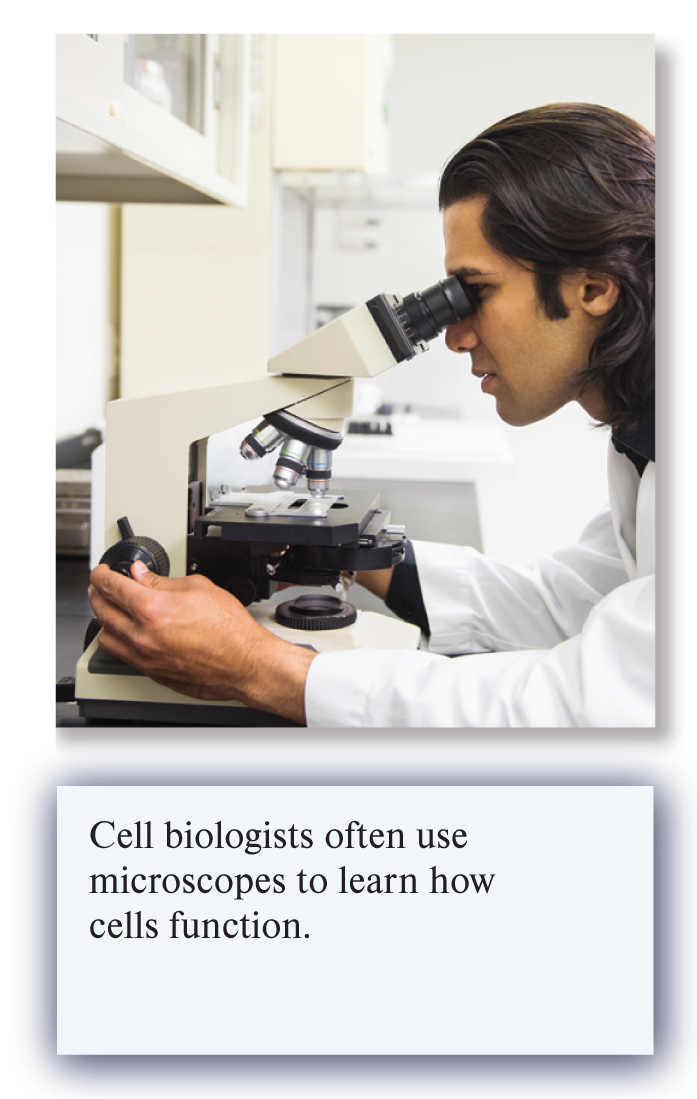 <ul><li><p>Cellular levels </p></li><li><p>Cell biologists often use microscopes to learn how cells function </p></li></ul>