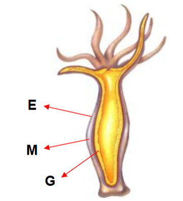 <p><span><span>Epidermis (E) : outer layer of the<br>organism.<br>Mesoglea (M) : extracellular matrix that<br>functions as hydrostatic skeleton.<br>Gastrodermis (G) : inner layer of the<br>organism. </span></span></p><p><br></p>