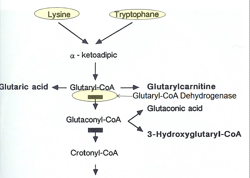 <p>Glutaric Acidemia Type 1 (GA1)</p>