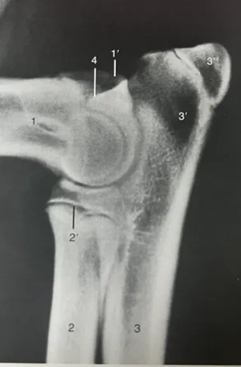 <p>1. Humerus</p><p>1'. Medial epicondyle</p><p>2. Radius</p><p>3. Ulna</p><p>3'. Olecranon</p><p>3''. Apophysis of tuber olecrani</p><p>4. Anconeal process</p>