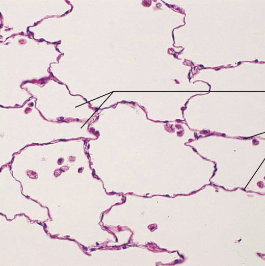 <ol><li><p><strong>Name the tissue type</strong></p></li><li><p><strong>Name the cell type</strong></p></li><li><p><strong>Know where it is found in the body</strong></p></li><li><p><strong>Know its function.</strong></p></li></ol><p></p>
