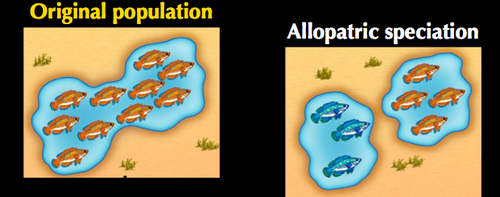 <p>The formation of a new species as a result of an ancestral population&apos;s becoming isolated by a geographic barrier.</p>