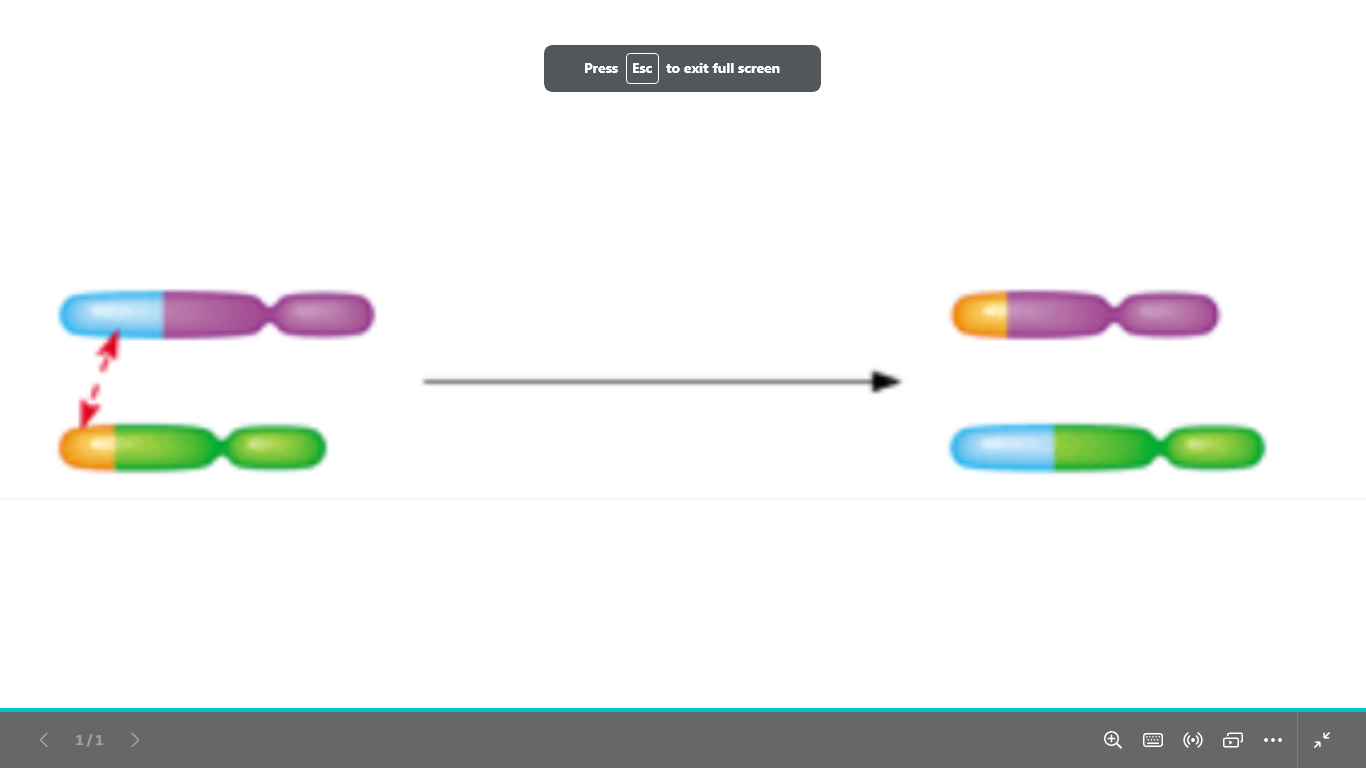 <p>what type of chromosomal abnormality is this </p>