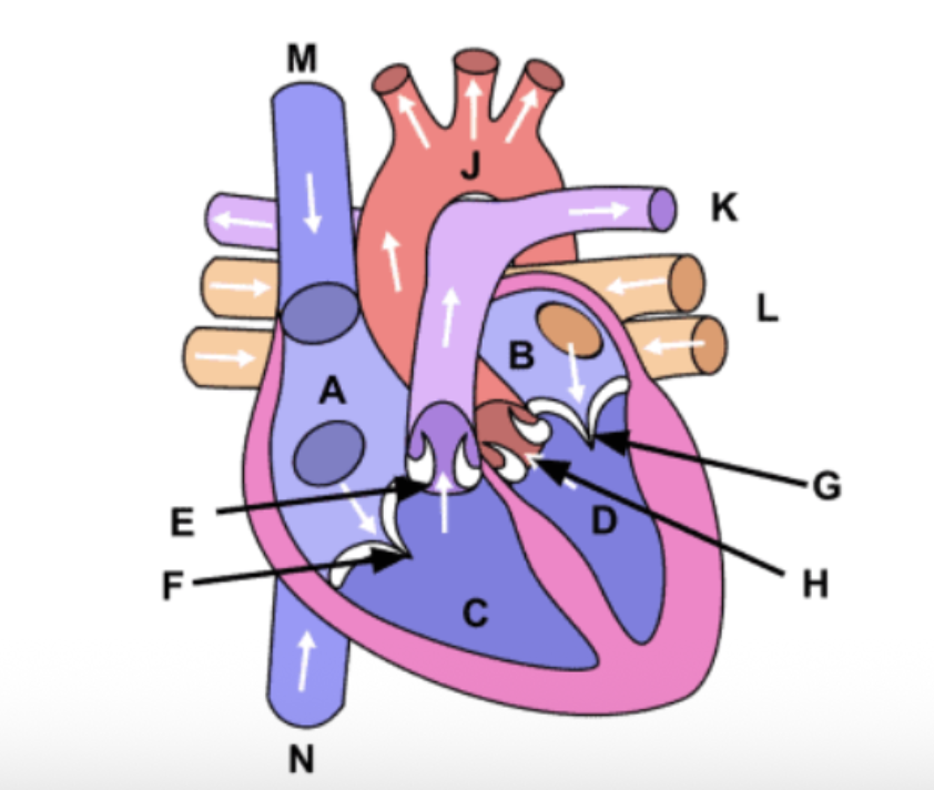 <p>Which anatomical structure is designated by letter B in the provided image?</p>