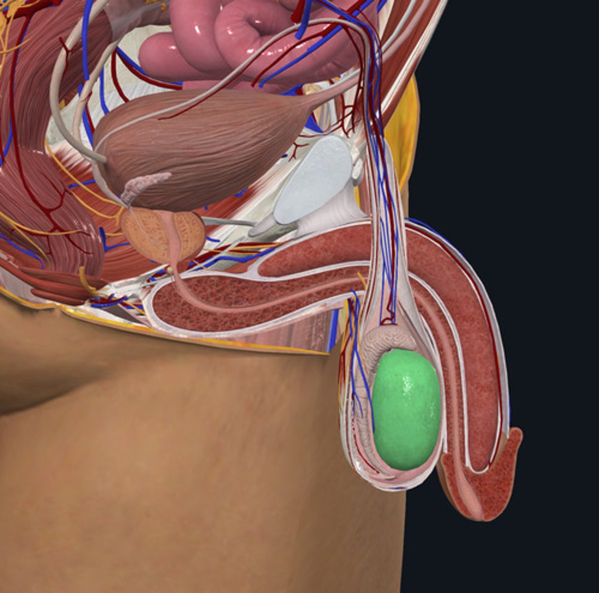 <p>ID Organ Highlighted Green</p>