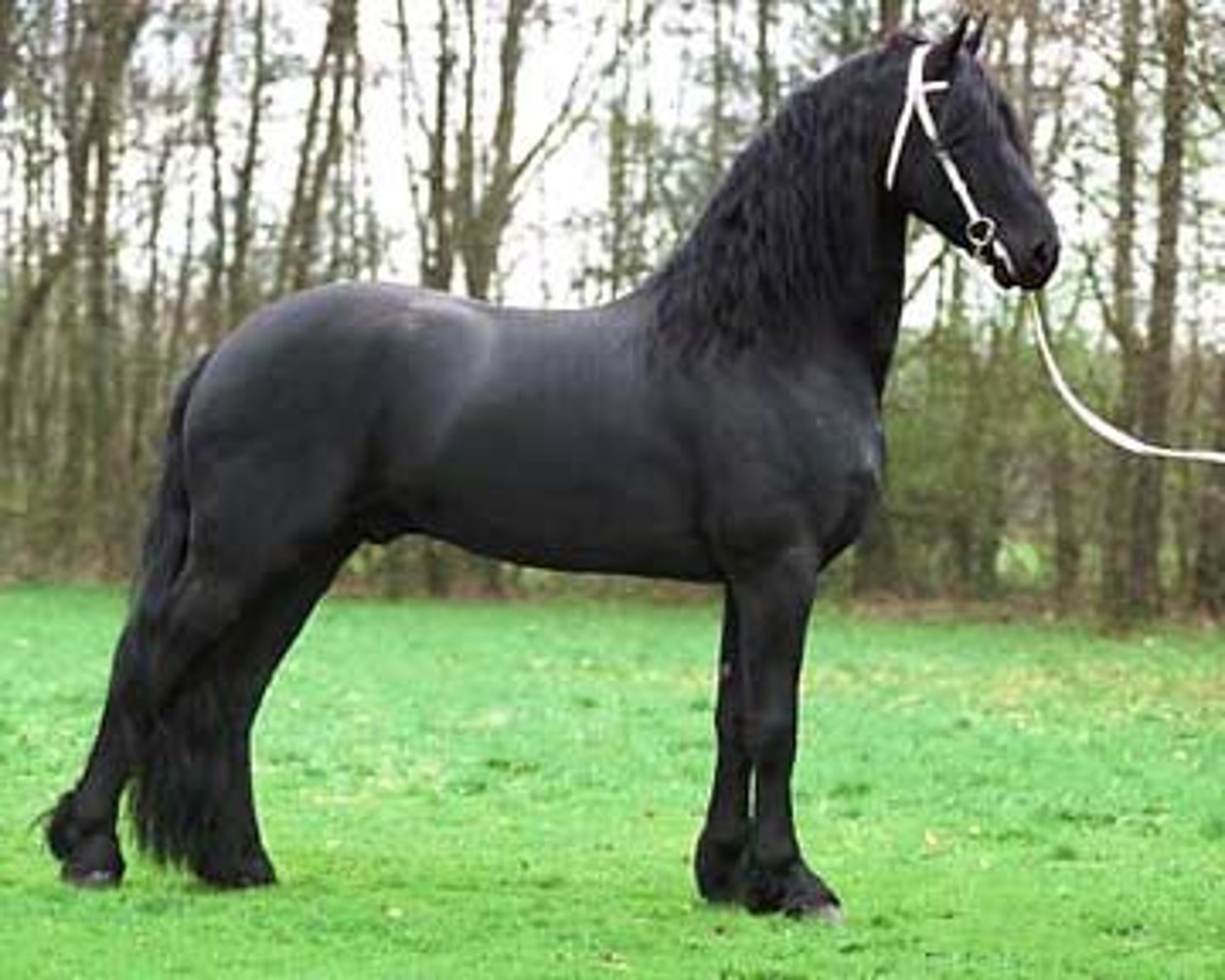 <p>- True black with no light areas around muzzle or flank</p>