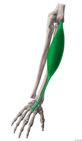 <p>What is this muscle called?</p>