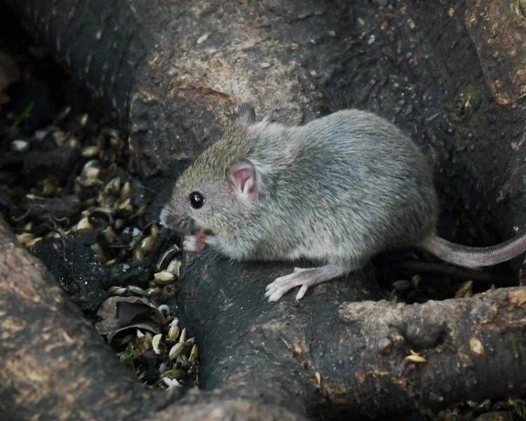 <p><em>Mus musculus </em></p>