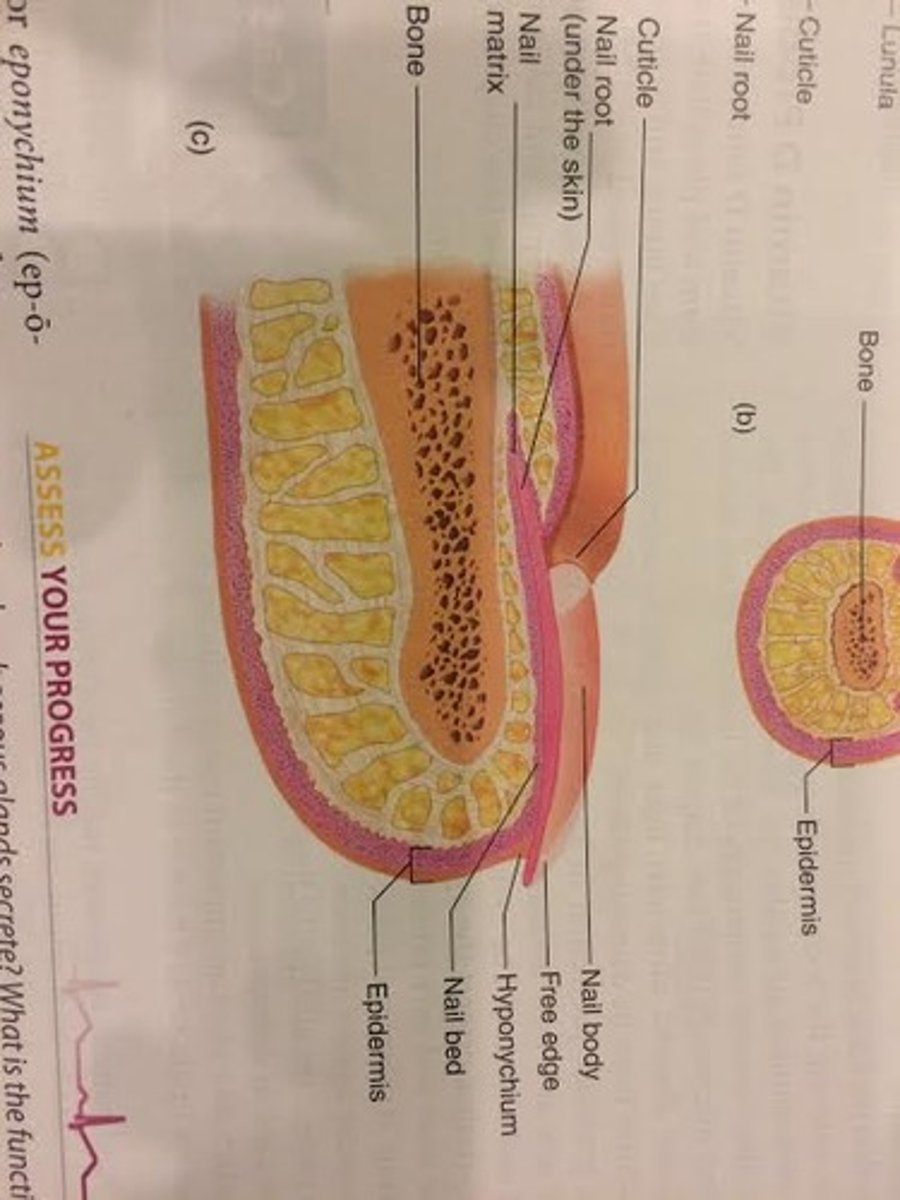<p>nail bed</p><p>-nail matrix and bed are composed of epithelial tissue, with a stratum basale that gives rise to the cells that form the nail</p><p>-nail bed is visible through the clear nail and appears pink because the blood vessels in the dermis</p><p>-nail matrix is thicker than nail bed</p><p>-nail matrix produces nearly all the nail</p>