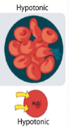 <p>animal cell bursting due to water gain</p>