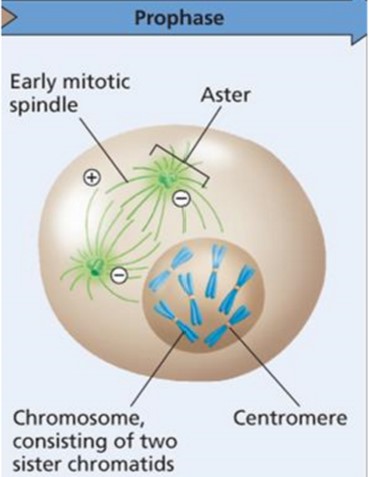 Chromosome condense
Microtubules extend
Nucleolus dissolving
