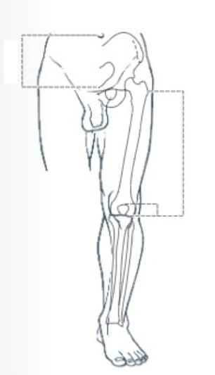 <p>The distance between the lateral prominence of the greater trochanter and the popliteal crease is </p>