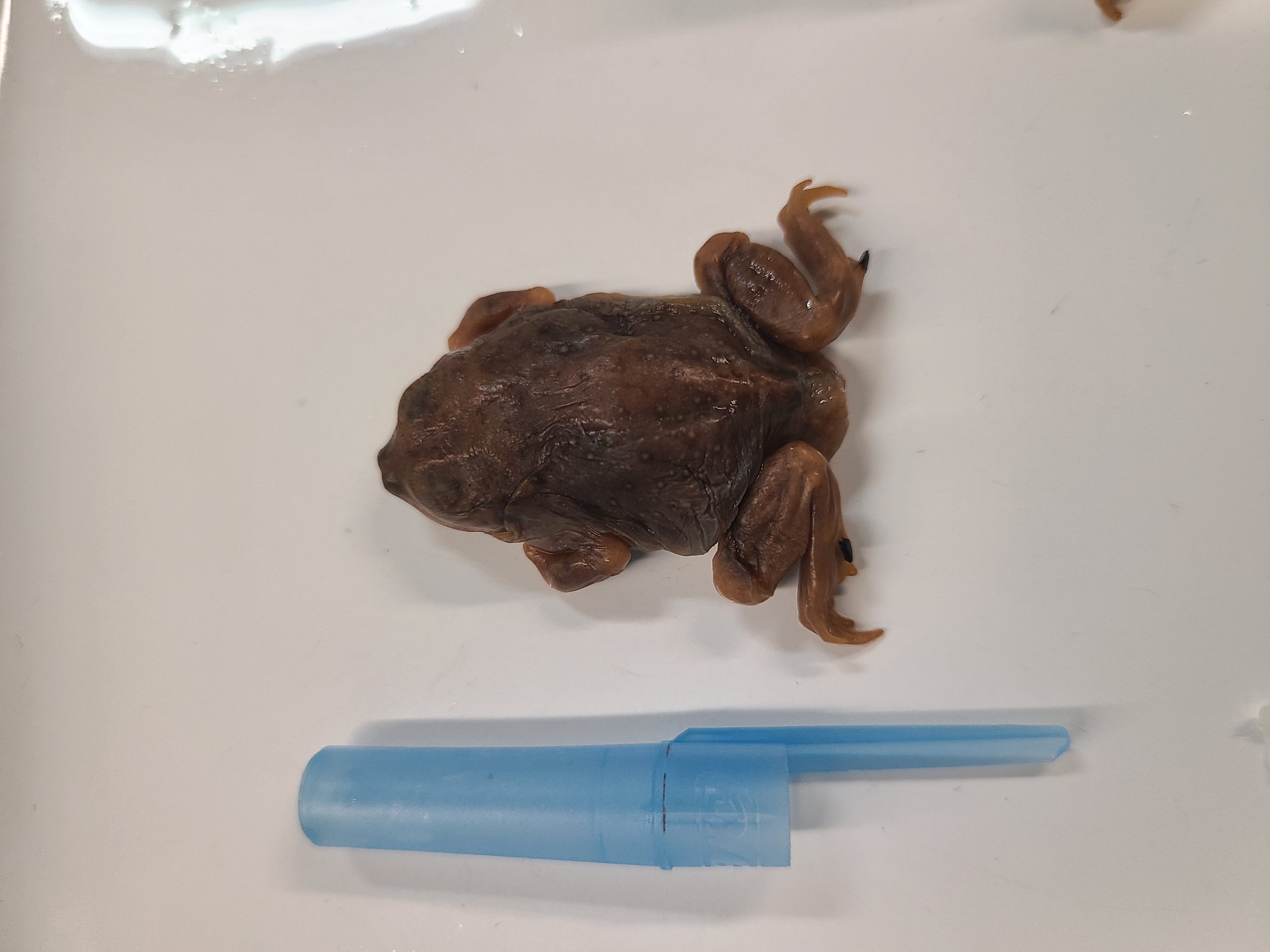 <p>Scientific name and distinguishing features</p>