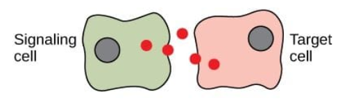 <p>a signaling cell will release chemical messages(local regulators/ligands) that travel a short distance through the extracellular fluid and cause a response in a nearby target cell</p><p>ex. when exposed to allergens, mast cells release histamine that signal for an inflammatory response in nearby cells</p><p>synaptic signaling is a special type of paracrine signaling</p>