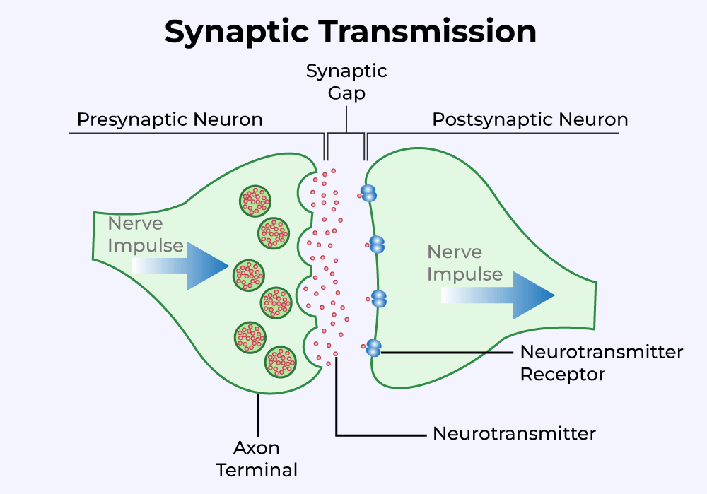 <p><span><span>The bulb-shaped structure at the very end of an axon that transmits signals to another neuron or cell</span></span></p><p><span><span>Its primary role is to convert an electrical signal (action potential) into a chemical signal to pass information to the next cell. </span></span></p>
