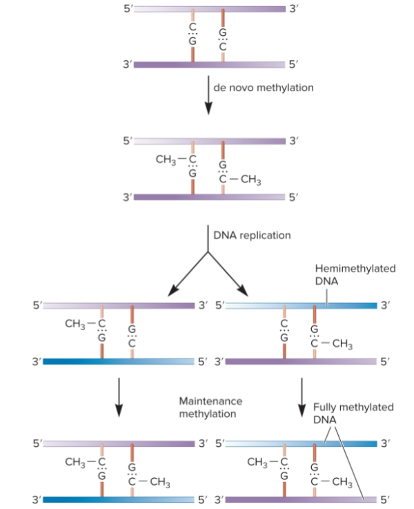 <ol><li><p>DNA, not previously methylated, becomes methylated by de novo methylation</p></li><li><p>When a fully methylated segment of DNA replicates, newly made daughter strands contain unmethylated cytosines making it hemimethylated</p></li><li><p>hemimethylated DNA recognized by DNA methyltransferase, which makes it fully methylated</p></li></ol><p></p>