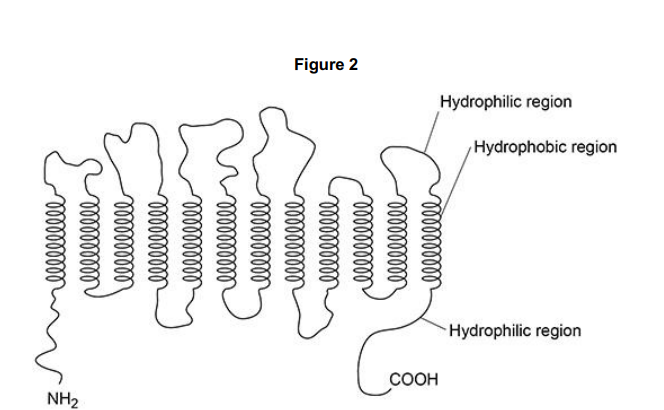 <p> Figure 2 shows the SGLT1 polypeptide with NH<sub>2</sub> at one end and COOH at the other end. Describe how amino acids join to form a polypeptide so there is always NH2 at one end and COOH at the other end. (2) </p>