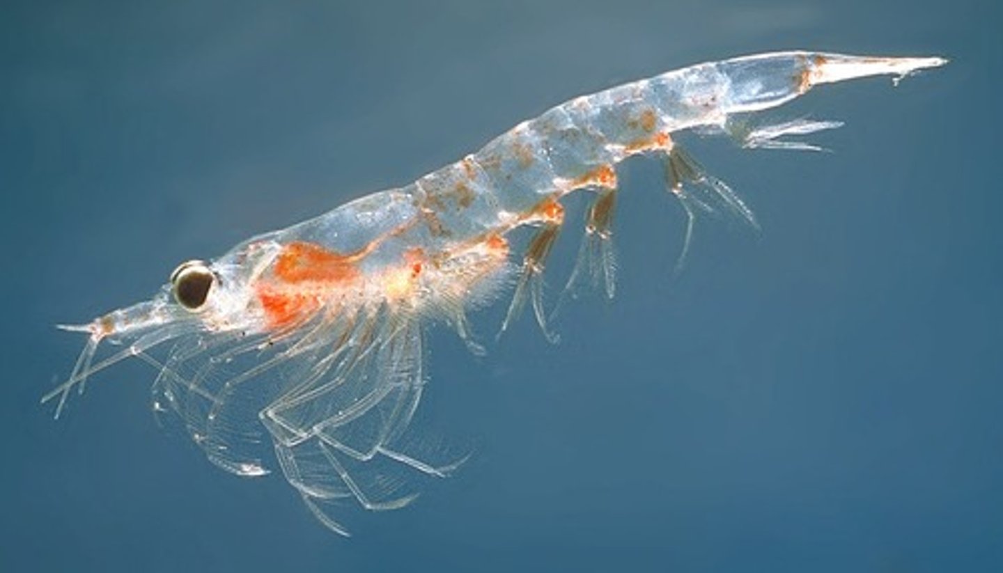 <p>- They are large zooplankton, but are herbivores, and so can be very efficient links at passing energy phytoplankton</p><p>- They are good at feeding on diatoms under the sea ice</p><p>- Because they are large and accumulate PUFAs (essential fatty acids) they can be eaten by large organisms like whales and fish and are an efficient trophic link</p>