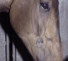 <p>Which type of sarcoid is shown?</p>