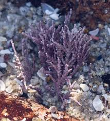 <p>irregular branching, rectangle intergenicula crustose holdfast, calcified appearance, found in intertidal zones. </p>