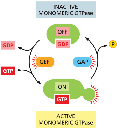 <p>stimulate release of GDP so GTP can bind</p>