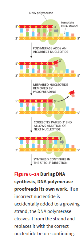 <p>an enzyme that catalyzes the <strong>addition of nucleotides to the 3’ end </strong>of a growing DNA strand, <strong>catalyzes synthesis of DNA</strong><br>-has <strong>3’ → 5’ exonuclease activity</strong> for proofreading.</p><ul><li><p>Removes wrong nucleotides and replaces them correctly.</p></li><li><p>polymerase can then replace it w/ the correct nucleotide by resuming the 5’ to 3’ polymerase activity.</p></li></ul><p></p>