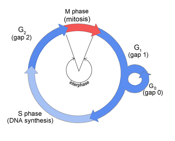 <p></p><ul><li><p>Interphase (growth + DNA replication, preparation for cell division)</p></li><li><p>Mitotic Phase (nuclear &amp; cytoplasmic division) the replicated DNA and cytoplasm are split and the cell divides</p></li></ul><p></p>