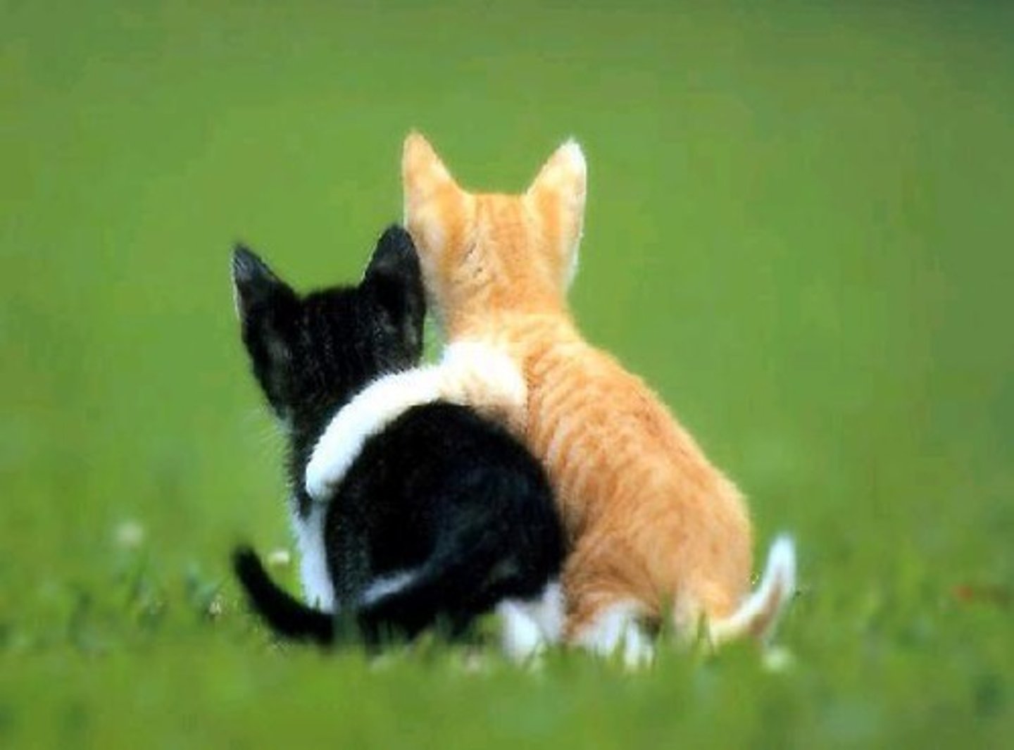<p>buddy, mate</p>