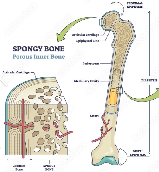 <p>Bone tissue that is less dense and contains trabecular structures, found primarily at the ends of long bones and within the interior of others. </p>