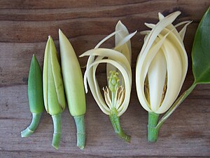 <p>one of the outer parts of a flower; used when these parts cannot easily be classified as either sepals or petals</p>