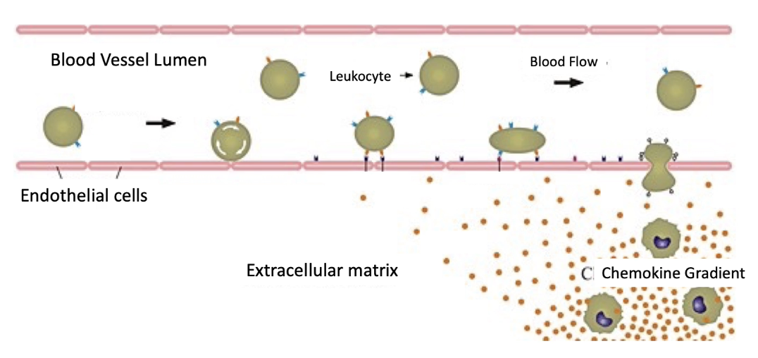 <ul><li><p>Not all cell adhesion is permanent — some are <strong>transient</strong> (temporary)</p></li><li><p>Examples of transient adhesion:</p><ul><li><p><strong>Cell migration</strong> during embryogenesis</p></li><li><p><strong>Leukocyte migration</strong> in response to infection/injury</p></li></ul></li><li><p><strong>Leukocytes (white blood cells)</strong> exit bloodstream via <strong>extravasation</strong></p><ul><li><p>A precise <strong>sequence of adhesive interactions</strong> needed</p></li></ul></li><li><p><strong>Endothelial cells</strong> (line blood vessels) usually prevent leakage</p><ul><li><p>Tight adhesion between these cells keeps blood cells inside</p></li></ul></li><li><p>In immune response:</p><ul><li><p><strong>Leukocytes slow down</strong>, adhere to endothelium, and <strong>exit bloodstream</strong></p></li><li><p>Must form and break <strong>temporary connections</strong> with endothelial cells to reach infected/injured tissue</p></li></ul></li></ul><p></p>