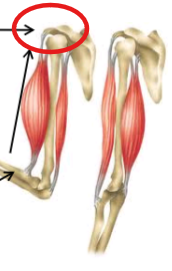 <p>Region of bone that is stationary with attached muscle</p>