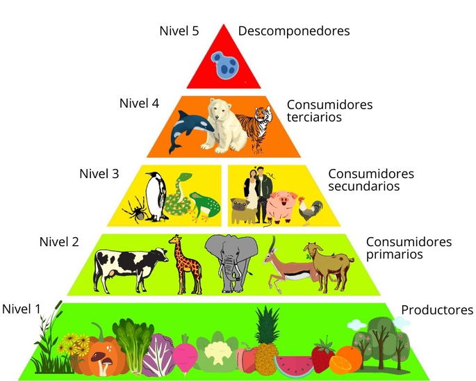 <p>Los que se alimentan de consumidores secundarios se llaman __________.</p>
