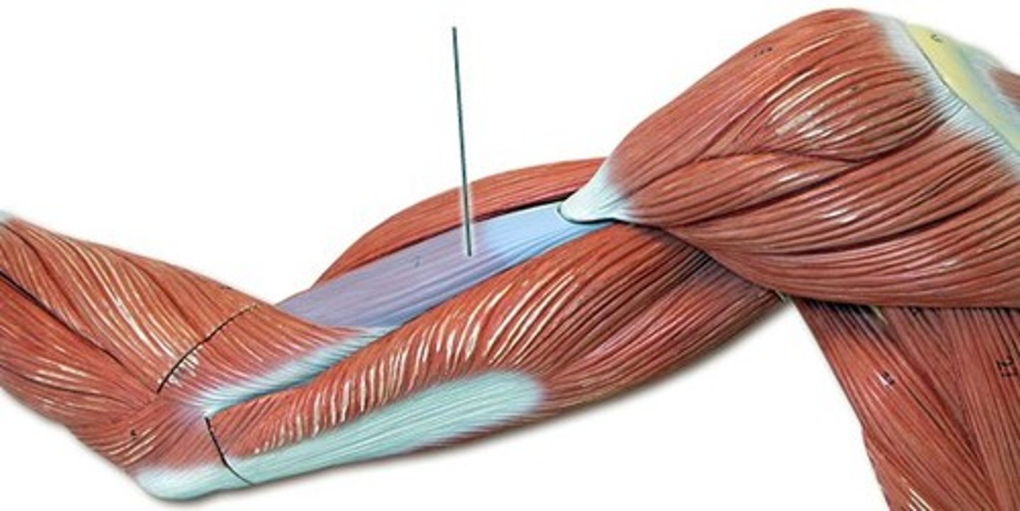 <p>flex forearm (#14)</p>