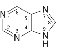 <p>6 membered and 5 membered heterocyclic rings with N on 1, 3, 7, and NH on 9</p>