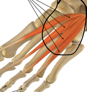 <p>identify + state origin, insertion, action, innervation of marked structure</p>
