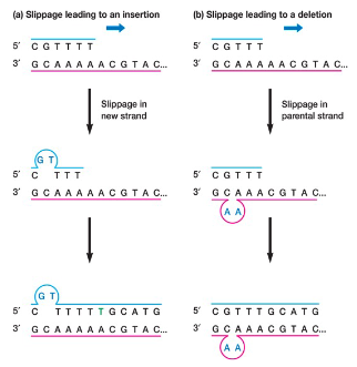 <p>replication errors usually occur in stretches of - nucleotides</p><p>slippage in new strand results in - </p><p>slippage in parental strand results in -</p>