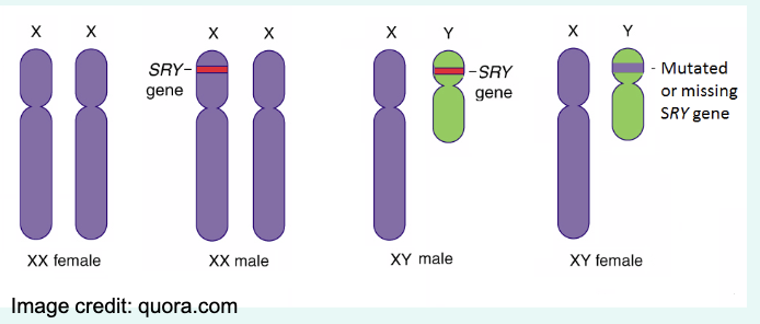 <p>» An individual with a Y chromosome carrying the Sry gene develops into a male even in the case of</p><p>too few or too many sex chromosomes.</p><p>» Thus, an individual with X or XXX become female, whilst XXY or XXXY becomes male.</p><p>» However, XY with a defective Sry gene becomes female.</p><p>» An XX mouse where the Sry gene has been transgenically added to another chromosome becomes male.</p>