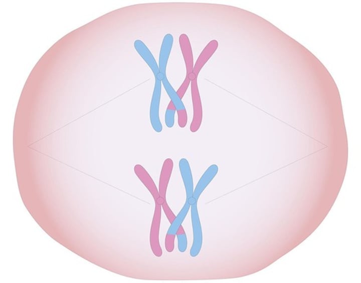 <p>b) Crossing-over.</p><p>Quando o crossing-over ocorre entre cromatídeos não irmãos, a troca genética entre</p><p>cromossomas fornece novas combinações de genes que são diferentes das parentais.</p>