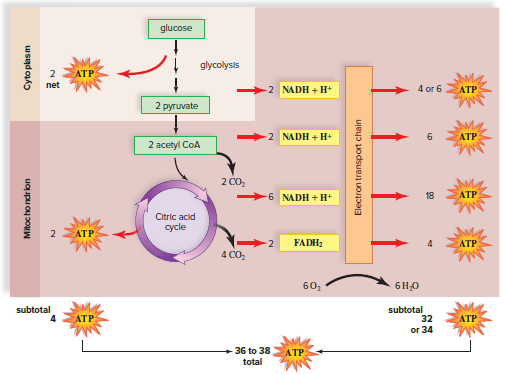 The electron transport chain.