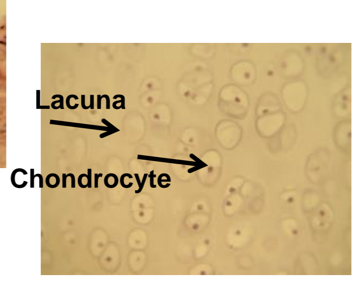 <p>what tissue is depicted in the image</p>