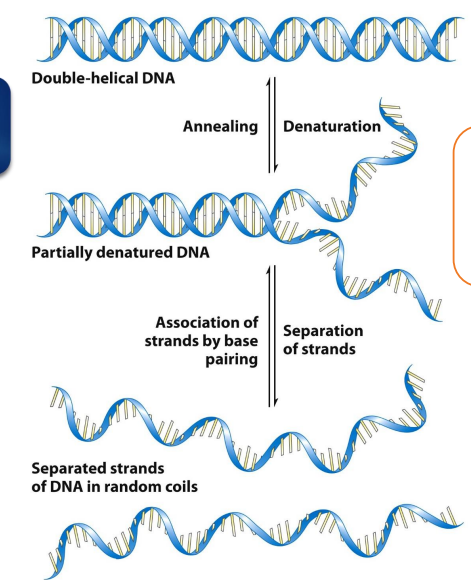 <p>specific Temps (melting points) </p><p>Each DNA molecule is unique. </p>