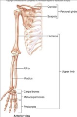 A. upper limb