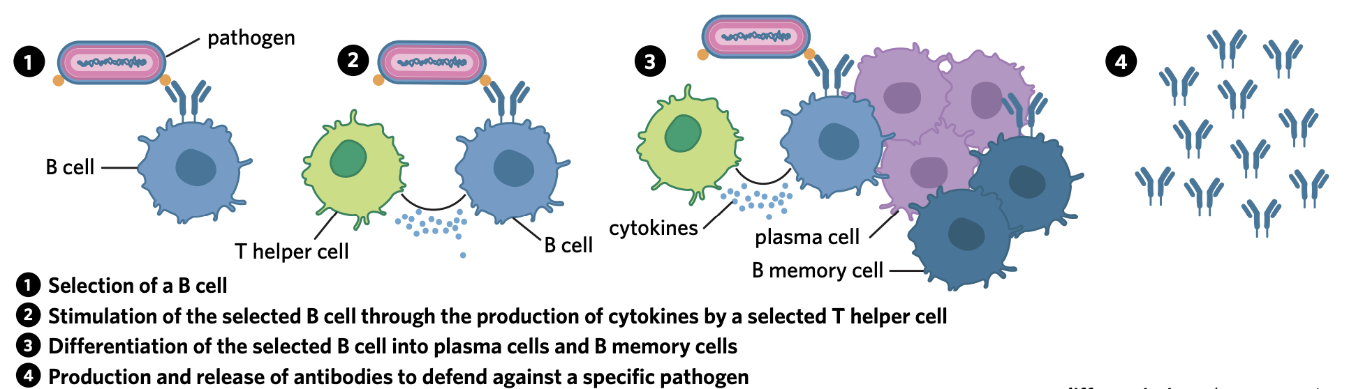 <ol><li><p>A pathogen with an antigen that has a complementary antigen-binding site to the receptor of a B cell interacts with the B cell, ‘selecting’ it. </p></li><li><p>A T helper cell selected through antigen presentation, which also has a complementary receptor to the antigen, will recognise the selected B cell, secreting a number of different cytokines. These cytokines cause the B cell to undergo <strong>clonal expansion</strong>, through which many copies of the selected B cell are produced.</p></li><li><p>T helper cells also stimulate the selected B cell, via cytokines, to undergo the process of differentiation, in which the clones of the selected B cell are driven to differentiate into two different types of B cells –<strong> B memory cells</strong> and <strong>effector cells</strong> which in this instance are called <strong>plasma cells</strong>.</p></li><li><p>Plasma cells are differentiated clones of the selected B cell. After differentiating, they secrete antibodies into the blood in order to defend against the selected pathogen</p></li></ol><p></p>