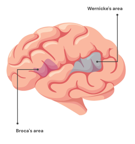 Broca's Area and Wernicke's Area