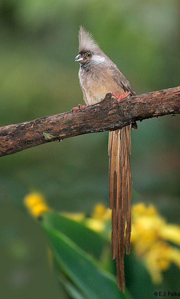 <p>Coliiformes Coliidae</p>