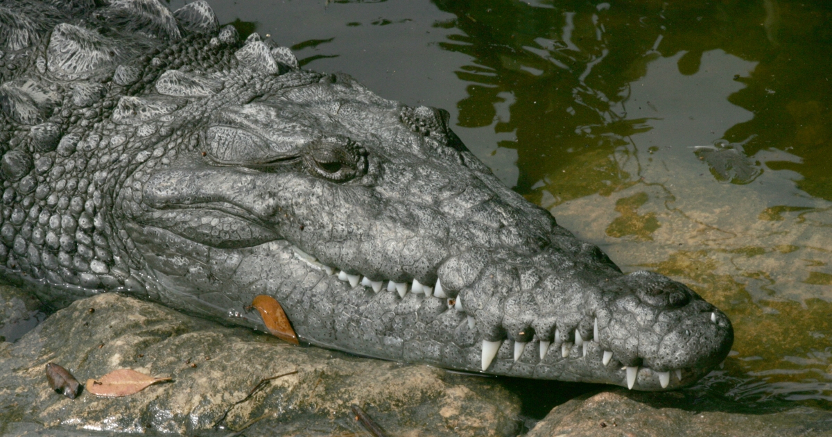 crocodiles

\

1. lower 4th tooth fits in notch in upper jaw (visible)
2. includes largest and smallest crocodylians (saltwater crocodile and west african dwarf crocodile)