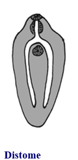 <p style="text-align: left;">Digenean suckers: distome </p>